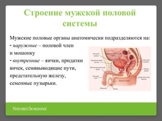 Строение мужской половой
системы
Мужские половые органы анатомически подразделяются на:
- наружные – половой член
и мошонку
- внутренние – яички, придатки
яичек, семявыводящие пути,
предстательную железу,
семенные пузырьки.
 