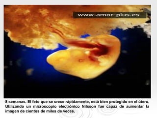 8 semanas. El feto que se crece rápidamente, está bien protegido en el útero.
Utilizando un microscopio electrónico Nilsso...