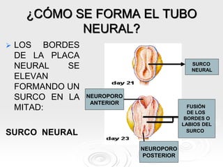 ¿CÓMO SE FORMA EL TUBO
NEURAL?
 Ya del día 23 al 25 se
cierran los
neuroporos anterior y
posterior.
 En este momento el
...
