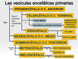 MECANISMOS DE FORMACIÓN DEL SNC
 Fase I: Proliferación neuronal, formación de la
placa y tubo neural. Organogénesis
embri...