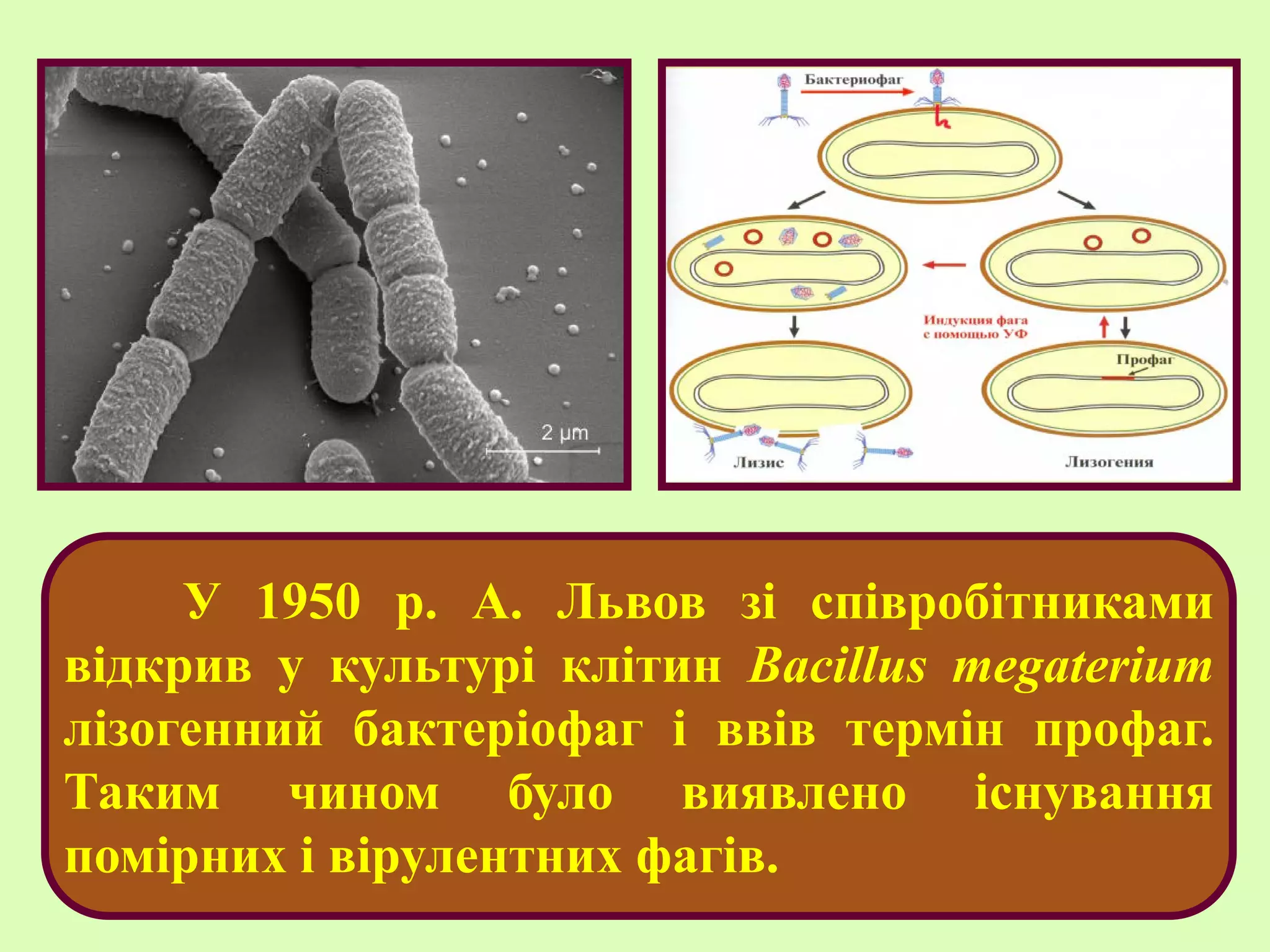 У 1950 р. А. Львов зі співробітниками
відкрив у культурі клітин Bacillus megaterium
лізогенний бактеріофаг і ввів термін профаг.
Таким чином було виявлено існування
помірних і вірулентних фагів.
 