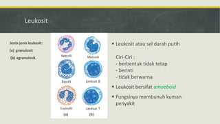 Leukosit
 Leukosit atau sel darah putih
Ciri-Ciri :
- berbentuk tidak tetap
- berinti
- tidak berwarna
 Leukosit bersifat amoeboid
 Fungsinya membunuh kuman
penyakit
Jenis-jenis leukosit:
(a) granulosit
(b) agranulosit.
 