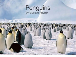 Penguins
By: Blue and Hayden
 