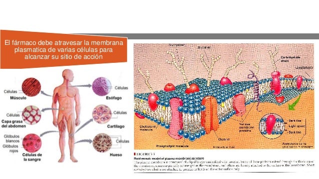absorcion de farmacos