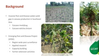 Farmer to Farmer video extension for cassava pest management in the SE Asia region