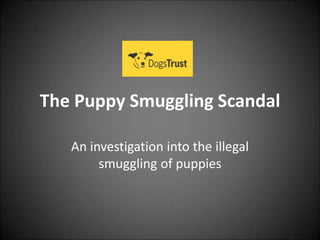 The Puppy Smuggling Scandal
An investigation into the illegal
smuggling of puppies
 