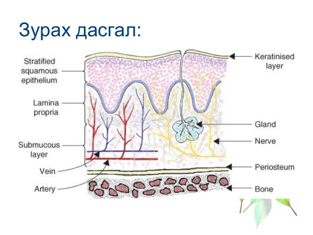 бие даалт №1 салст