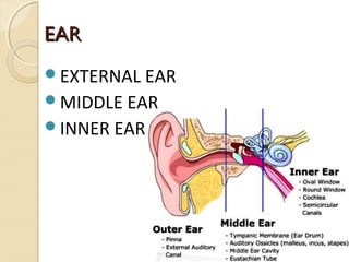 EAREAR
EXTERNAL EAR
MIDDLE EAR
INNER EAR
 