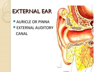 EXTERNAL EAREXTERNAL EAR
AURICLE OR PINNA
EXTERNAL AUDITORY
CANAL
 