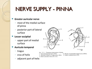 NERVE SUPPLY - PINNANERVE SUPPLY - PINNA
 Greater auricular nerve
◦ most of the medial surface
of pinna
◦ posterior part ...