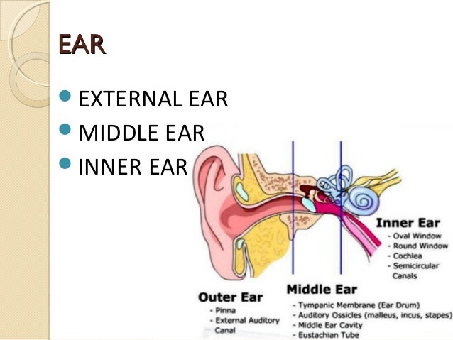 external ear anatomy