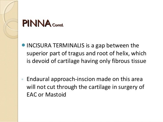 Anatomy of external ear