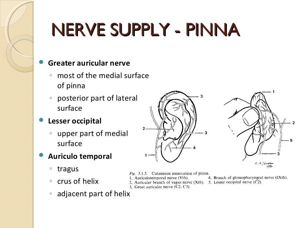 Anatomy of external ear