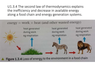 U1.3.4 The second law of thermodynamics explains
the inefficiency and decrease in available energy
along a food chain and energy generation systems.
 