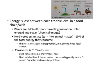 • Energy is lost between each trophic level in a food
chain/web
• Plants are 1-2% efficient converting insolation (solar
energy) into sugar (chemical energy)
• Herbivores assimilate (turn into animal matter) ~10% of
the total energy they consume
• The rest is metabolism (respiration), movement, heat, fecal
matter,
• Carnivores is ~10% efficient
• Used for respiration, movement, heat
• Shed skin/antlers & bones aren’t consumed typically so aren’t
passed from the herbivore trophic level
 