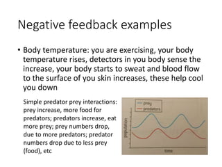 Negative feedback examples
• Body temperature: you are exercising, your body
temperature rises, detectors in you body sense the
increase, your body starts to sweat and blood flow
to the surface of you skin increases, these help cool
you down
Simple predator prey interactions:
prey increase, more food for
predators; predators increase, eat
more prey; prey numbers drop,
due to more predators; predator
numbers drop due to less prey
(food), etc
 