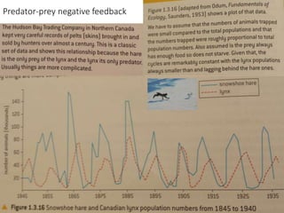 Predator-prey negative feedback
 