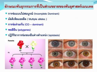 ลักษณะพันธุกรรมการที่เป็นส่วนขยายของพันธุศาสตร์เมนเดล
 การข่มแบบไม่สมบูรณ์ (Incomplete Dominant)
 มัลติเพิลแอลลีล ( Multiple alleles )
 การข่มร่วมกัน (CO – dominant)
 พอลิยีน (polygenes)
 ปฏิกิริยาการข่มของยีนต่างตาแหน่ง (epistasis)
 