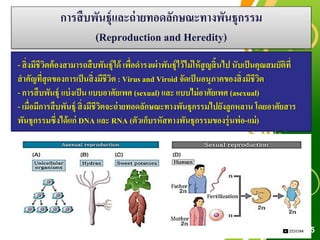 Free Powerpoint Templates
Page 15
การสืบพันธุ์และถ่ายทอดลักษณะทางพันธุกรรม
(Reproduction and Heredity)
- สิ่งมีชีวิตต้องสามารถสืบพันธุ์ได้ เพื่อดารงเผ่าพันธุ์ไว้ไม่ให้สูญสิ้นไป นับเป็นคุณสมบัติที่
สาคัญที่สุดของการเป็นสิ่งมีชีวิต : Virus and Viroid จัดเป็นอนุภาคของสิ่งมีชีวิต
- การสืบพันธุ์ แบ่งเป็น แบบอาศัยเพศ (sexual) และ แบบไม่อาศัยเพศ (asexual)
- เมื่อมีการสืบพันธุ์ สิ่งมีชีวิตจะถ่ายทอดลักษณะทางพันธุกรรมไปยังลูกหลาน โดยอาศัยสาร
พันธุกรรมซึ่งได้แก่ DNA และ RNA (ตัวเก็บรหัสทางพันธุกรรมของรุ่นพ่อ-แม่)
 