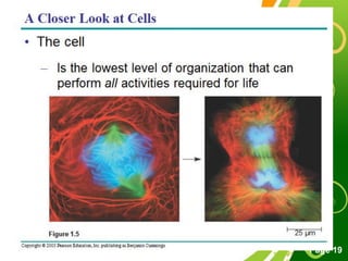 Free Powerpoint Templates
Page 19
 