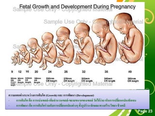 Free Powerpoint Templates
Page 23
ความแตกต่างระหว่างการเติบโต (Growth) และ การพัฒนา (Development)
- การเติบโต คือ การแบ่งเซลล์-เพิ่มจานวนเซลล์-ขยายขนาดของเซลล์ วัดได้ง่าย เห็นการเปลี่ยนแปลงชัดเจน
- การพัฒนา คือ การเติบโตร่วมกับการเปลี่ยนแปลงต่างๆ ทั้งรูปร่าง-ลักษณะทางสรีระวิทยา-ชีวเคมี
 
