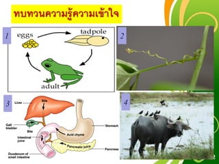 Free Powerpoint Templates
Page 32
ทบทวนความรู้ความเข้าใจ
1 2
3 4
 
