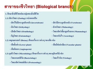 Free Powerpoint Templates
Page 33
สาขาของชีววิทยา (Biological branch)
1. ศึกษาสิ่งมีชีวิตแต่ละกลุ่มของสิ่งมีชีวิต
1.1) สัตววิทยา (Zoology) แบ่งออกเป็น
- สัตว์ไม่มีกระดูกสันหลัง (invertebrate) - สัตว์มีกระดูกสันหลัง (Vertebrate)
- มีนวิทยา (Icthyology) - สังขวิทยา (Malacology)
- ปักษินวิทยา (Ornithology) - วิทยาสัตว์เลี้ยงลูกด้วยนม (Mammalogy)
- กีฎวิทยา (Entomology) - วิทยาเห็บไร (Acarology)
1.2) พฤกษศาสตร์ (Botany) ศึกษาเรื่องราวต่างๆ ของพืช เช่น
- พืชชั้นต่า (Lower plant) - พืชมีท่อลาเลียง (Vascular plants)
- พืชมีดอก (Angiosperm)
1.3) จุลชีววิทยา (Microbiology) ศึกษาเรื่องราวต่างๆ ของจุลินทรีย์ เช่น
- วิทยาแบคทีเรีย (Bacteriology) - วิทยาไวรัส (Virology)
- วิทยาสัตว์เซลล์เดียว (Protozoology)
 