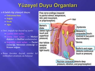  4 farklı tip yüzeyel duyu:
 Dokunma-bası
 Soğuk
 Sıcak
 Ağrı
 Deri, değişik tip duysal uç içerir:
 Çıplak sinir uçları
 Geniş sinir uçları → Merkel
diskleri ve Ruffini sonlanmaları
 Kapsüllü sinir uçları → Pacini
cisimciği, Meissner cisimciği ve
Krause soğanı
 Buna ilaveten duysal sinirler kıl
follikülleri etrafında da bulunur
10
 