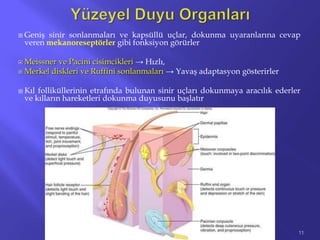  Geniş sinir sonlanmaları ve kapsüllü uçlar, dokunma uyaranlarına cevap
veren mekanoreseptörler gibi fonksiyon görürler
 Meissner ve Pacini cisimcikleri → Hızlı,
 Merkel diskleri ve Ruffini sonlanmaları → Yavaş adaptasyon gösterirler
 Kıl folliküllerinin etrafında bulunan sinir uçları dokunmaya aracılık ederler
ve kılların hareketleri dokunma duyusunu başlatır
11
 