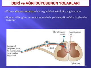  Primer afferent nöronların hücre gövdeleri arka kök gangliondadır
 Bunlar MS’e girer ve motor nöronlarla polisinaptik refleks bağlantılar
kurarlar
12
 