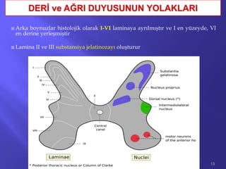  Arka boynuzlar histolojik olarak I-VI laminaya ayrılmıştır ve I en yüzeyde, VI
en derine yerleşmiştir
 Lamina II ve III substansiya jelatinozayı oluşturur
13
 