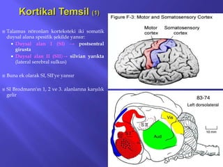  Talamus nöronları korteksteki iki somatik
duysal alana spesifik şekilde yansır:
 Duysal alan I (SI) → postsentral
girusta
 Duysal alan II (SII)→ silvian yarıkta
(lateral serebral sulkus)
 Buna ek olarak SI, SII'ye yansır
 SI Brodmann'ın 1, 2 ve 3. alanlarına karşılık
gelir
18
 