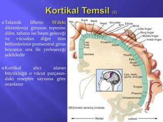  Talamik liflerin SI'deki
düzenlenişi girusun tepesine
dilin, tabana ise başın geleceği
ve vücudun diğer tüm
bölümlerinin postsentral girus
boyunca sıra ile yerleşeceği
şekildedir
 Kortikal alıcı alanın
büyüklüğü o vücut parçasın-
daki reseptör sayısına göre
oranlanır
19
 