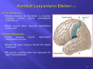  SI'in ablasyonu;
Durum duyusu ile büyüklük ve biçimler
arasında ayırım yapma yeteneğinde
azalmaya ve
SlI'de duysal işlem olayında eksikliklere
neden olur
 SlI'nin ablasyonu;
Taktil ayırıma dayalı öğrenmede
eksikliklere yol açar
SI'deki bir işlem olayına büyük bir etkide
bulunmaz
SII duysal verilerin daha ileri işlenmesi ile
ilgili bulunmaktadır
21
 