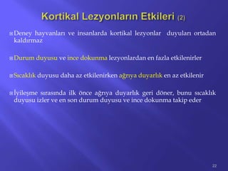  Deney hayvanları ve insanlarda kortikal lezyonlar duyuları ortadan
kaldırmaz
 Durum duyusu ve ince dokunma lezyonlardan en fazla etkilenirler
 Sıcaklık duyusu daha az etkilenirken ağrıya duyarlık en az etkilenir
 İyileşme sırasında ilk önce ağrıya duyarlık geri döner, bunu sıcaklık
duyusu izler ve en son durum duyusu ve ince dokunma takip eder
22
 