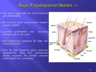  Her duyu organı belli bir enerji formunu
göre özelleşmiştir
 Bir duyunun şiddet ayırımı aktive reseptör
sayısına bağlıdır
 Uyarılma şiddetindeki artış duyunun
niteliğine çok az etki yapar
 Deri duyularına uygulanan bir diğer ilke
noktasal temsildir
 Deri, bir kılla uyarılırsa sadece dokunma
reseptörlerini örten deri noktalarında
duyum uyandırır, bu noktalar arasında
kalan bölgede ise uyandırmaz
23
 