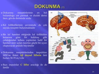  Dokunma reseptörlerinin en bol
bulunduğu yer parmak ve dudak derisi
iken, gövde derisinde azdır
 Kıl folliküllerinin çevresinde de çok
sayıda reseptör bulunmaktadır
 Bir kıl hareket ettiğinde kıl follikülün
kenarına göre bir kaldıraç gibi
çalıştığından kıllara yaptırılan hafif bir
hareket sinir uçları üzerine güçlü bir uyarı
oluşturacak şekilde büyütülür
 Dokunma reseptörlerinden impulsları
MSS’ne ileten Aβ duysal liflerin ileti
hızları 30-70 m/s'dir
 Bazı impulslar C lifler aracılığı ile de
iletilir
24
 