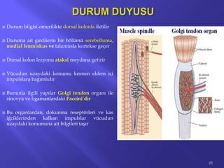  Durum bilgisi omurilikte dorsal kolonla iletilir
 Duruma ait girdilerin bir bölümü serebelluma,
medial lemniskus ve talamusla kortekse geçer
 Dorsal kolon lezyonu ataksi meydana getirir
 Vücudun uzaydaki konumu kısmen eklem içi
impulslara bağımlıdır
 Bununla ilgili yapılar Golgi tendon organı ile
sinovya ve ligamanlardaki Paccini’dir
 Bu organlardan, dokunma reseptörleri ve kas
iğciklerinden kalkan impulslar vücudun
uzaydaki konumuna ait bilgileri taşır
26
 