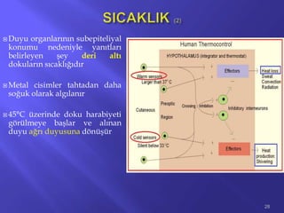  Duyu organlarının subepiteliyal
konumu nedeniyle yanıtları
belirleyen şey deri altı
dokuların sıcaklığıdır
 Metal cisimler tahtadan daha
soğuk olarak algılanır
 45°C üzerinde doku harabiyeti
görülmeye başlar ve alınan
duyu ağrı duyusuna dönüşür
28
 