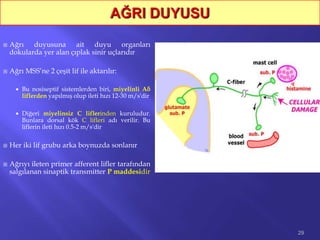  Ağrı duyusuna ait duyu organları
dokularda yer alan çıplak sinir uçlarıdır
 Ağrı MSS’ne 2 çeşit lif ile aktarılır:
 Bu nosiseptif sistemlerden biri, miyelinli Aδ
liflerden yapılmış olup ileti hızı 12-30 m/s'dir
 Diğeri miyelinsiz C liflerinden kuruludur.
Bunlara dorsal kök C lifleri adı verilir. Bu
liflerin ileti hızı 0.5-2 m/s'dir
 Her iki lif grubu arka boynuzda sonlanır
 Ağrıyı ileten primer afferent lifler tarafından
salgılanan sinaptik transmitter P maddesidir
29
 