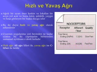  Ağrılı bir uyarı önce keskin ve lokalize bir
acıya yol açar ve bunu künt, şiddetli, yaygın
ve hoşa gitmeyen bir başka duygu izler
 Bu iki duyu hızlı ve yavaş ağrı olarak
adlandırılır
 Uyarının uygulanma yeri beyinden ne kadar
uzaksa bu iki yapıtaşının birbirinden
zamansal ayrılması o denli fazladır
 Hızlı ağrı Aδ ağrı lifleri ile, yavaş ağrı ise C-
lifleri ile iletilir
32
 