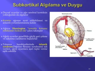  Duysal uyarılar ve ağrı serebral korteksin
yokluğunda da algılanır
 Korteks ağrının ayırt edilebilmesi ve
anlamlı yorumlanmasına katılır
 Ağrıya Sherrington "zorunlu koruma
refleksinin fiziksel eki" adını takmıştır
 Ağrılı uyarılar genellikle güçlü geri çekme
ve sakınma yanıtlarını başlatırlar
 Talamus harabiyetlerinde talamik
sendrom(Dejerine–Roussy syndrome) adı
verilen, ağrılı uyarılara aşırı tepki verme
eşlik edebilir
33
 