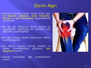  Yüzeyel ağrıdan farklı olarak derin ağrı
iyi lokalize edilemez, mide bulantısı,
terleme ve kan basıncında değişikliklerle
beraberdir
 Bu tip ağrı deneysel olarak periost ve
ligamanlara hipertonik tuz çözeltisi zerk
edilerek uyandırılabilir
 Bu ağrı komşu iskelet kaslarında refleks
kasılma başlatır
 Bu refleks kasılma kemik, tendon ve
eklem örsentilerinde gözlenen kas
spazmına benzer
 İskemi kaslardaki ağrı reseptörlerini
uyarır
34
 
