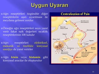  Ağrı reseptörleri özgündür diğer
reseptörlerin aşırı uyarılması ile
meydana gelmesi zordur
 Örneğin ağrı reseptörleri ısıya yanıt
verir fakat eşik değerleri sıcaklık
reseptörlerinin 100 katıdır
 Ağrı reseptörleri elektriksel,
mekanik ve özellikle kimyasal
enerjiye de yanıt verirler
 Ağrı kinin veya histamin gibi
kimyasal aracılar ile oluşturulur
35
 