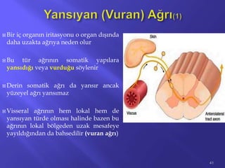  Bir iç organın iritasyonu o organ dışında
daha uzakta ağrıya neden olur
 Bu tür ağrının somatik yapılara
yansıdığı veya vurduğu söylenir
 Derin somatik ağrı da yansır ancak
yüzeyel ağrı yansımaz
 Visseral ağrının hem lokal hem de
yansıyan türde olması halinde bazen bu
ağrının lokal bölgeden uzak mesafeye
yayıldığından da bahsedilir (vuran ağrı)
41
 