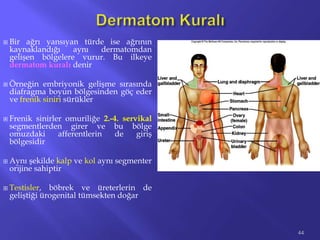  Bir ağrı yansıyan türde ise ağrının
kaynaklandığı aynı dermatomdan
gelişen bölgelere vurur. Bu ilkeye
dermatom kuralı denir
 Örneğin embriyonik gelişme sırasında
diafragma boyun bölgesinden göç eder
ve frenik siniri sürükler
 Frenik sinirler omuriliğe 2.-4. servikal
segmentlerden girer ve bu bölge
omuzdaki afferentlerin de giriş
bölgesidir
 Aynı şekilde kalp ve kol aynı segmenter
orijine sahiptir
 Testisler, böbrek ve üreterlerin de
geliştiği ürogenital tümsekten doğar
44
 