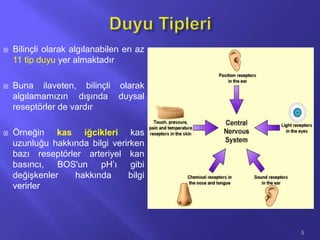  Bilinçli olarak algılanabilen en az
11 tip duyu yer almaktadır
 Buna ilaveten, bilinçli olarak
algılamamızın dışında duysal
reseptörler de vardır
 Örneğin kas iğcikleri kas
uzunluğu hakkında bilgi verirken
bazı reseptörler arteriyel kan
basıncı, BOS'un pH’ı gibi
değişkenler hakkında bilgi
verirler
5
 