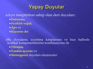 Ayrı reseptörlere sahip olan deri duyuları:
 Dokunma,
 Sıcaklık-soğuk,
 Ağrı ve
 Kaşınma dır
Bu duyuların, uyarılma kalıplarının ve bazı hallerde
kortikal komponentlerinin kombinasyonu ile
 Titreşim,
 2-nokta ayırımı ve
 Stereognozi duyuları oluşturulur
51
 