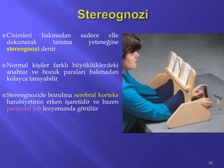  Cisimleri bakmadan sadece elle
dokunarak tanıma yeteneğine
stereognozi denir
 Normal kişiler farklı büyüklüklerdeki
anahtar ve bozuk paraları bakmadan
kolayca tanıyabilir
 Stereognozide bozulma serebral korteks
harabiyetinin erken işaretidir ve bazen
pariyetal lob lezyonunda görülür
55
 