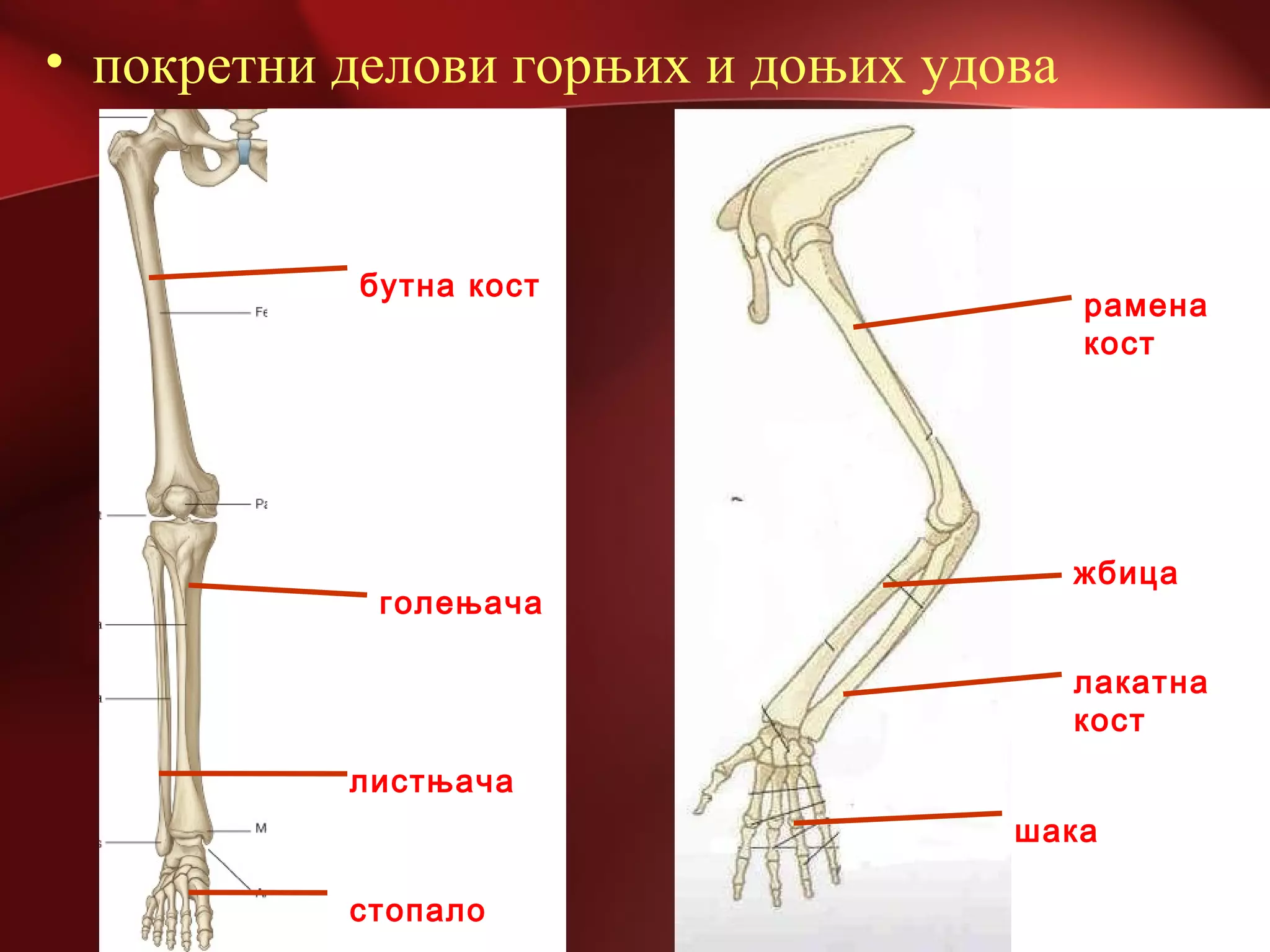 • покретни делови горњих и доњих удова
бутна кост
голењача
листњача
стопало
рамена
кост
жбица
лакатна
кост
шака
 